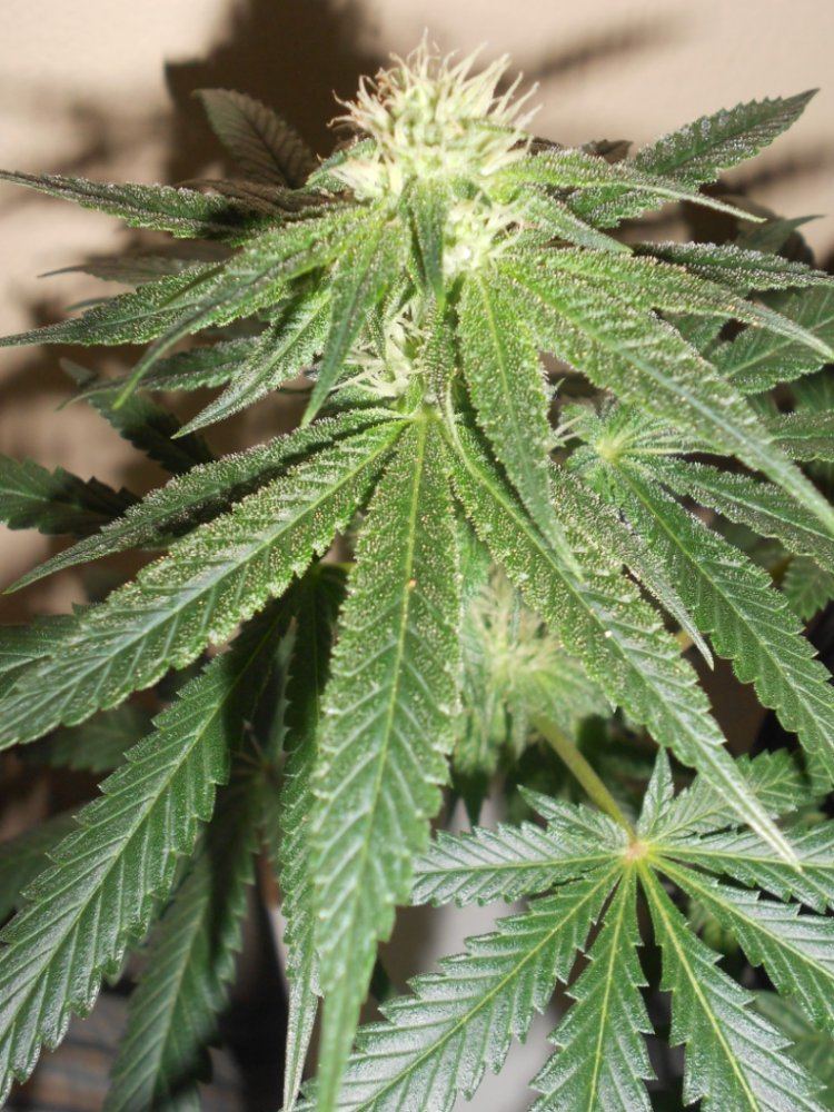 SS x SB2   29 days Close