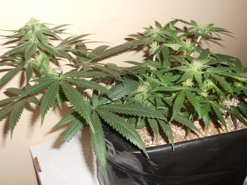 SS x SB2   29 days Full