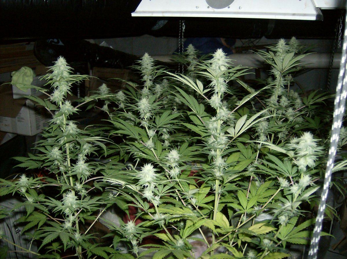 SSDD F2s 27 Days 10