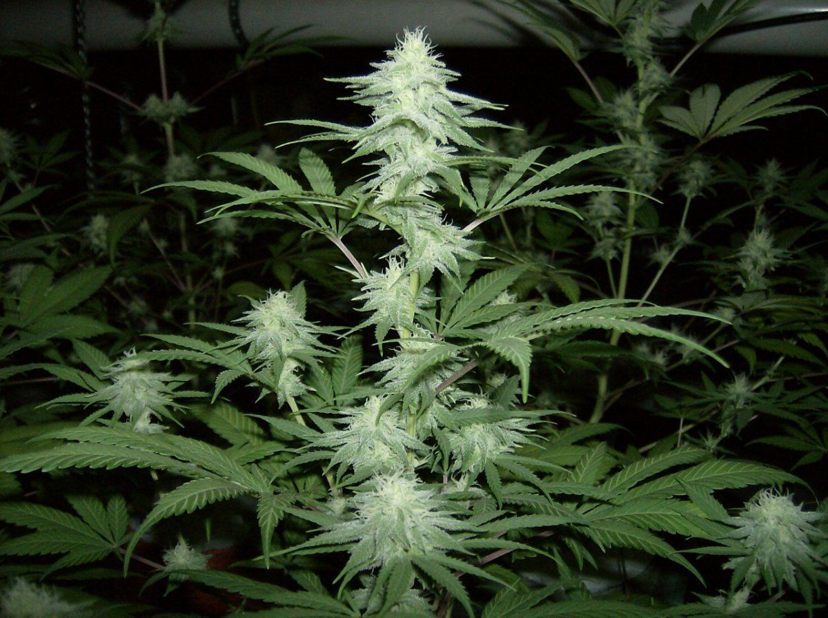 SSDD F2s 27 Days 9