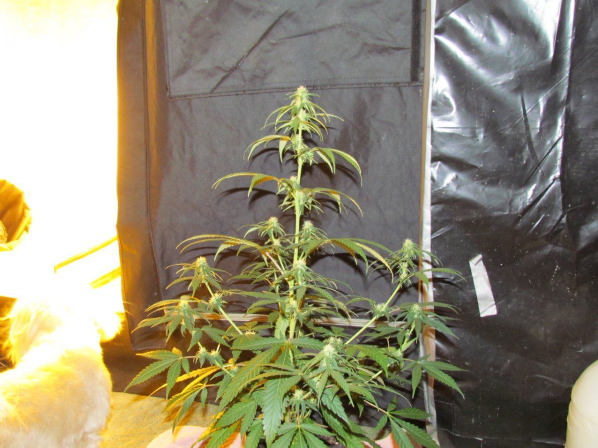 SSH 1^ 001