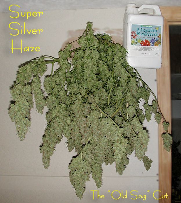 Ssh 400w dwc
