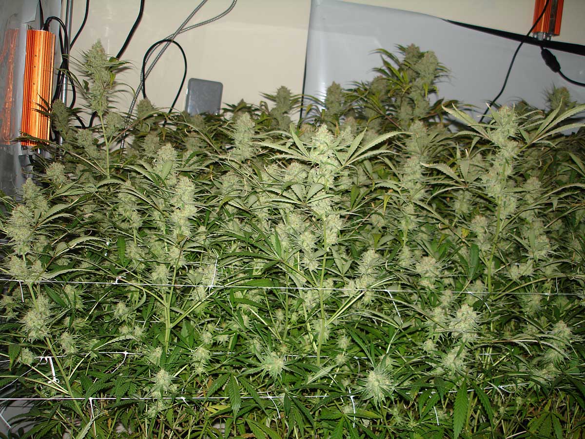 Ssh day 58 2