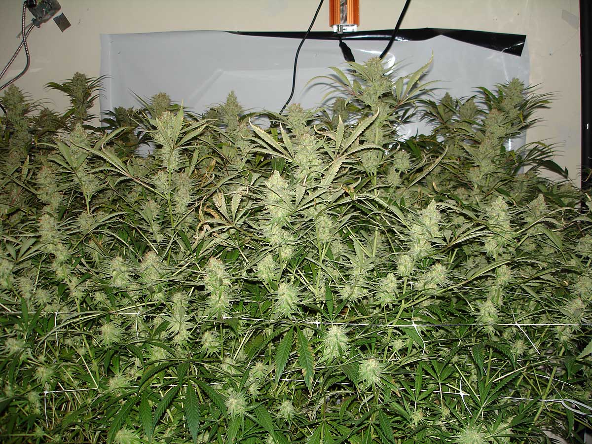 Ssh day 58 3