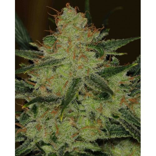 SSH  F4