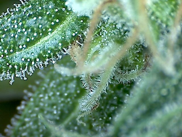 SSH X JB 5 day 50 1