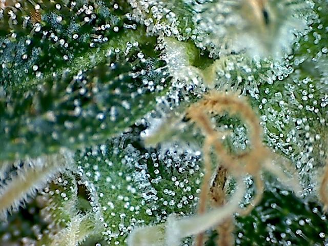 SSH X JB 5 day 50 3