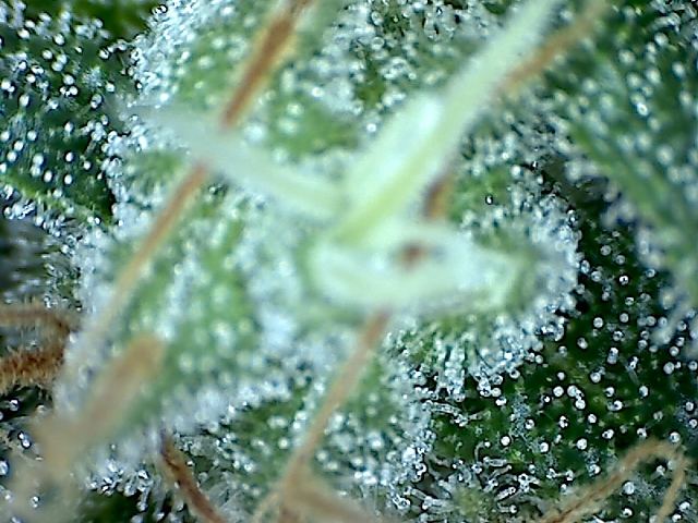 SSH X JB 5 day 50 4