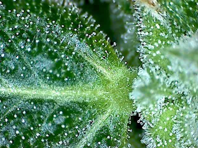 SSH X JB 5 day 50 5