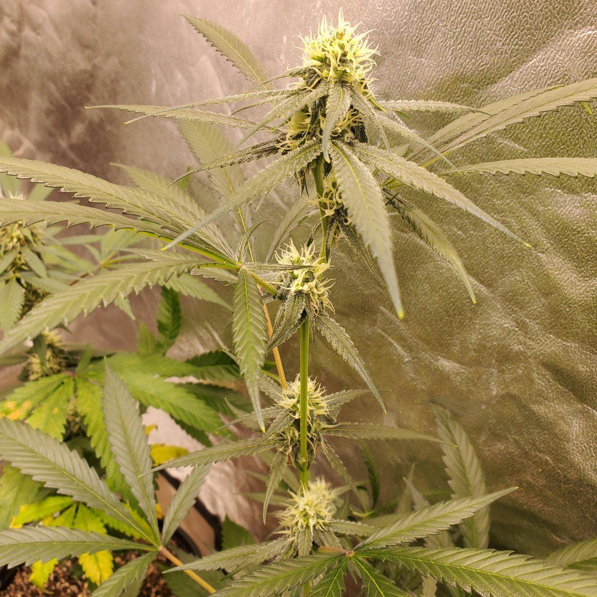 SSH1