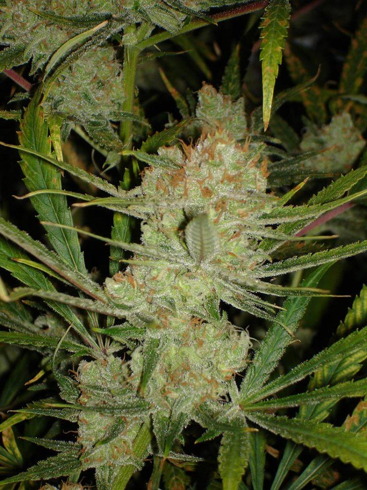 Ssh8