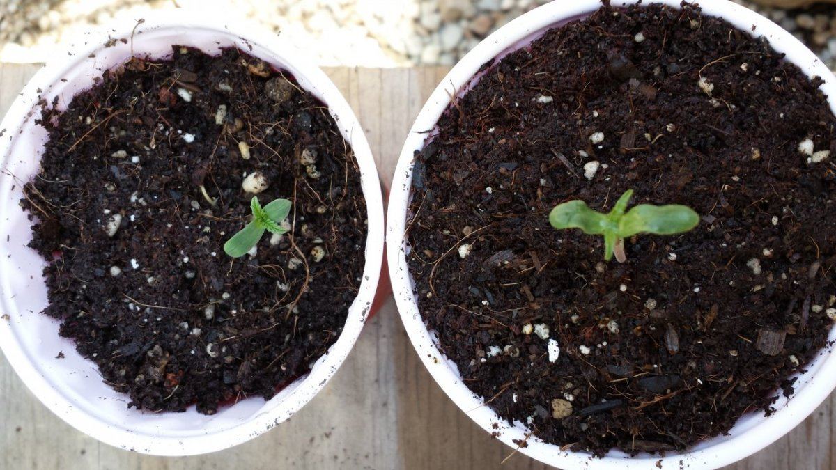 Ssk monster seedling