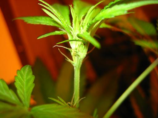 Sslbud