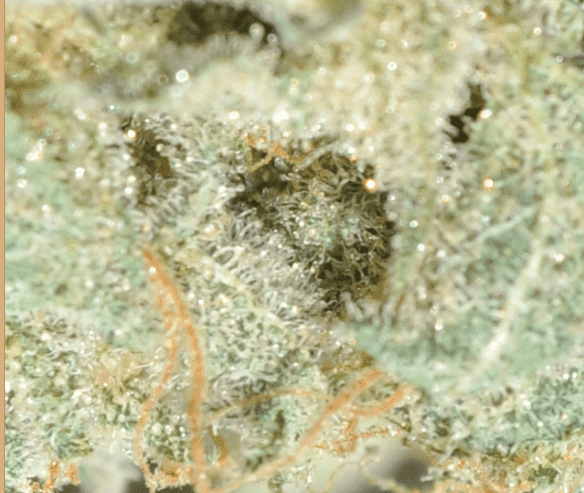 Ssldmicro1
