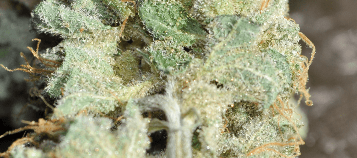 Ssltrich