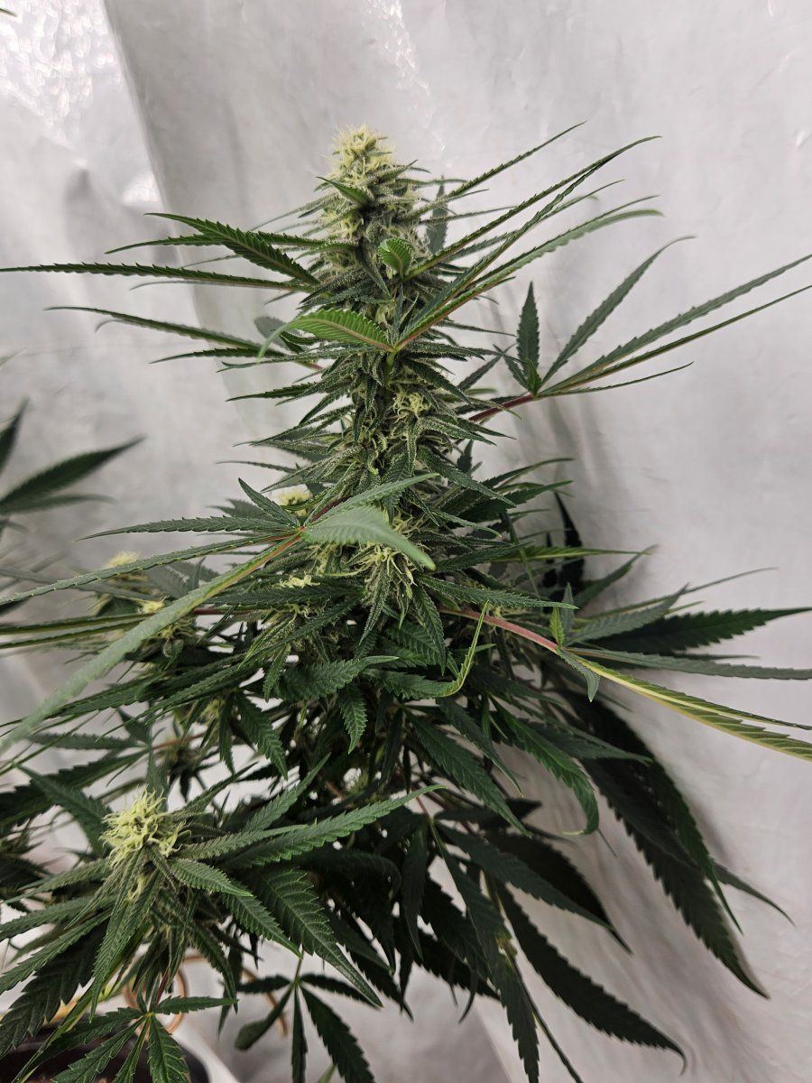 SSmdflsidecola1