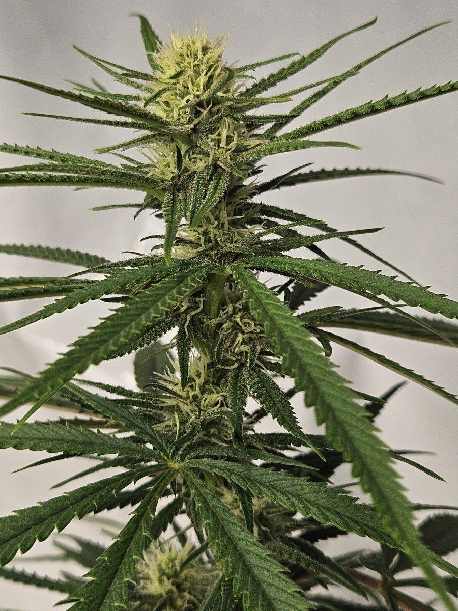 SSmidflcola