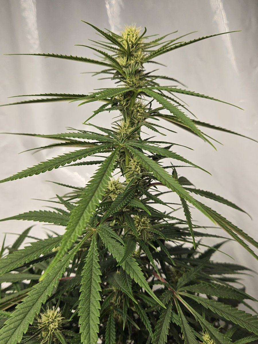 SSmidflcola2