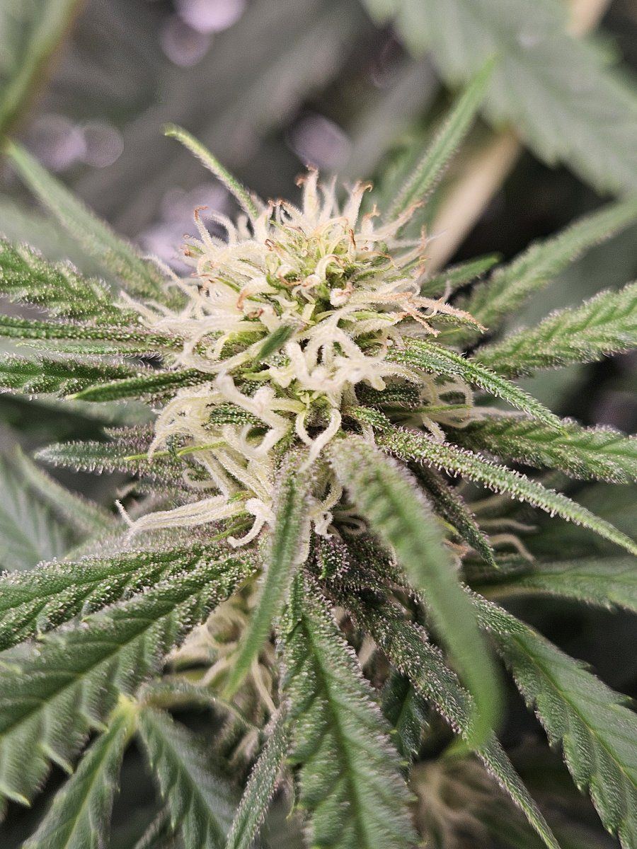 SSmidflnug