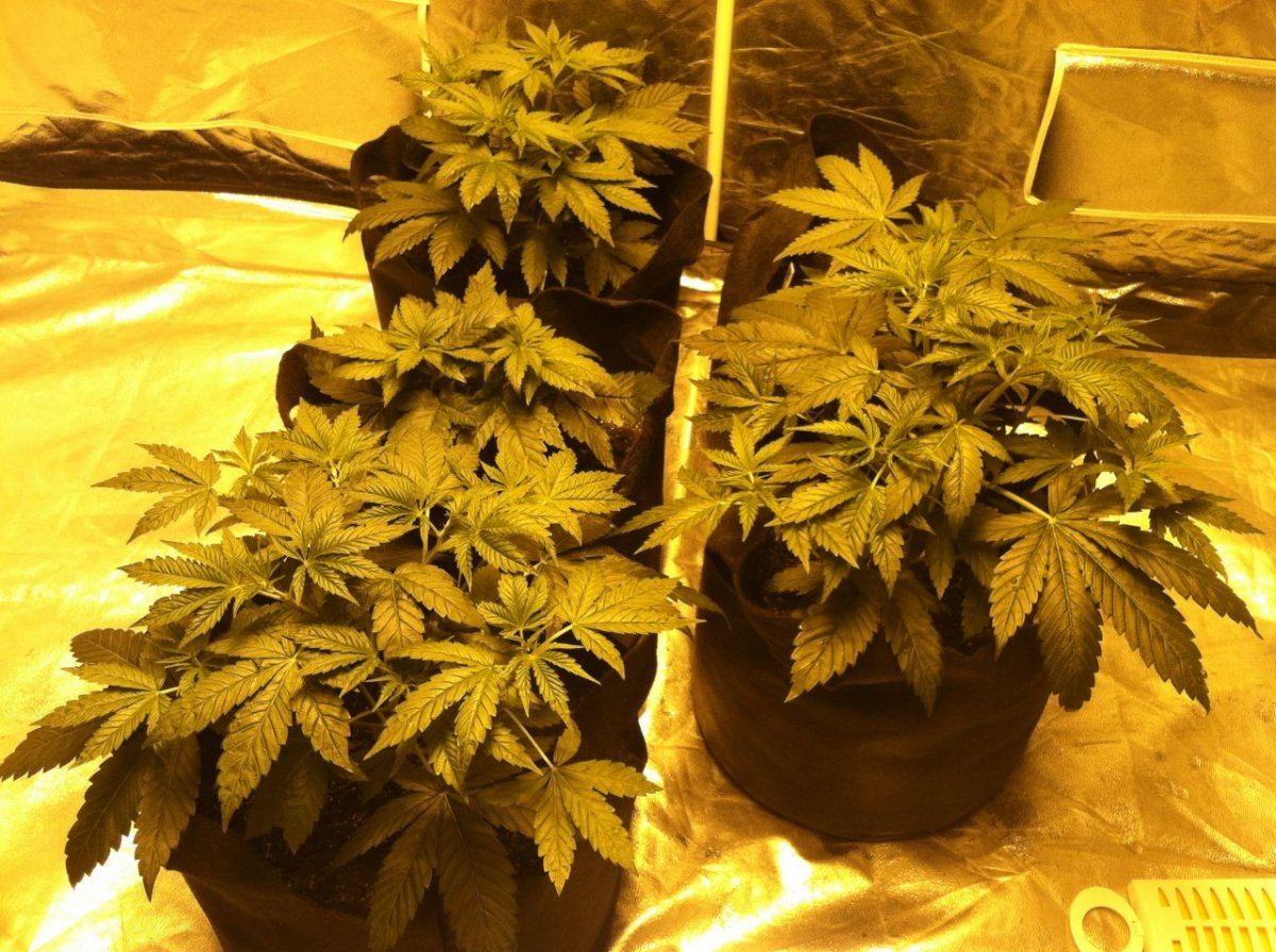 Ssogday5flower