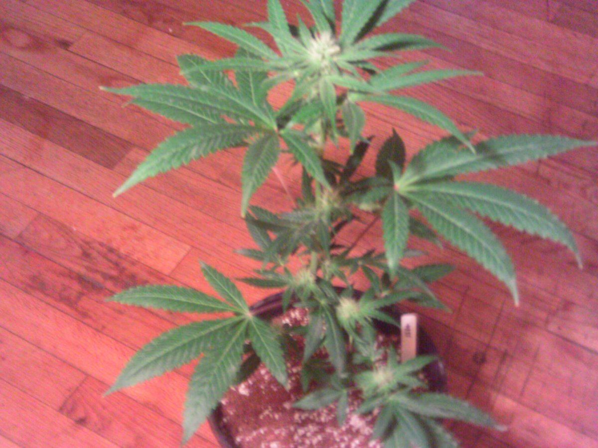 SSOGxQ3weeks