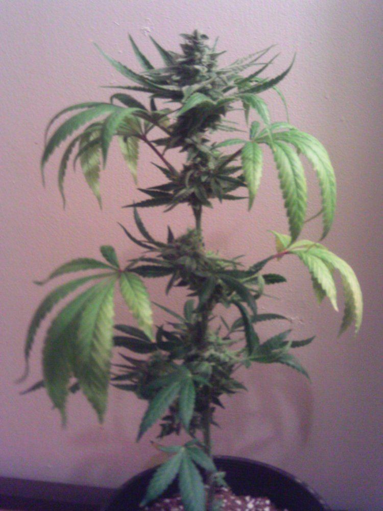 SSOGxQ6weeks