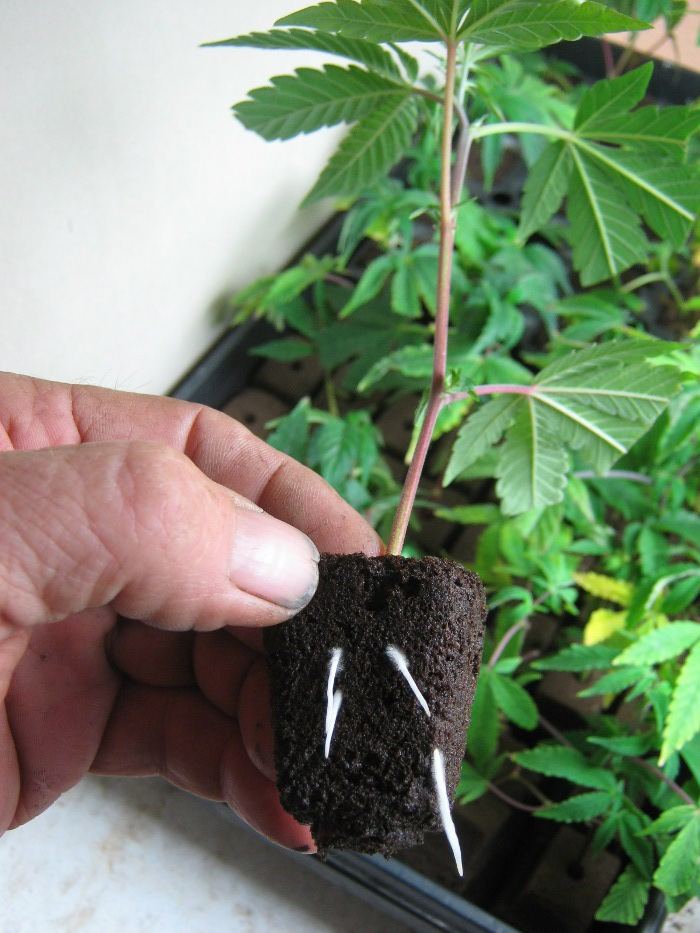 SSroots1226