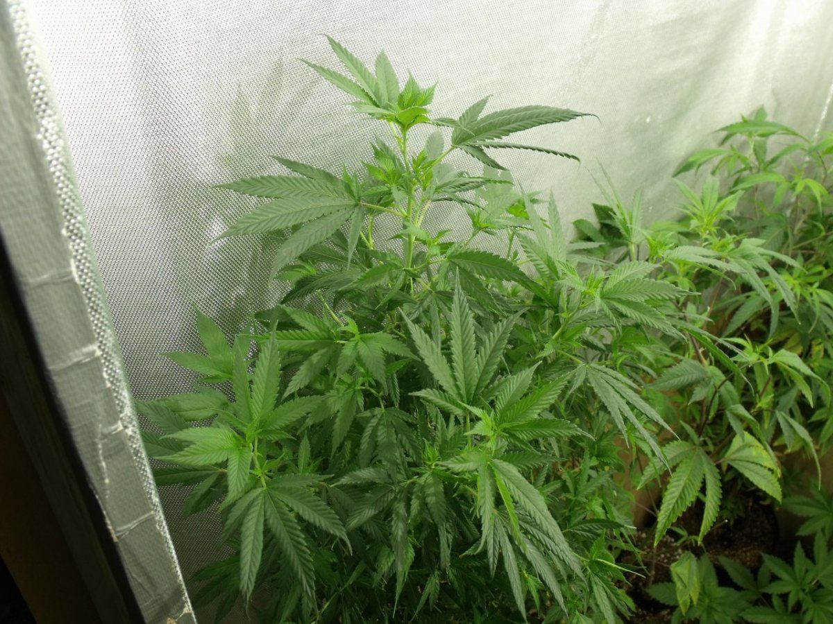 Sssc original haze ibl 4