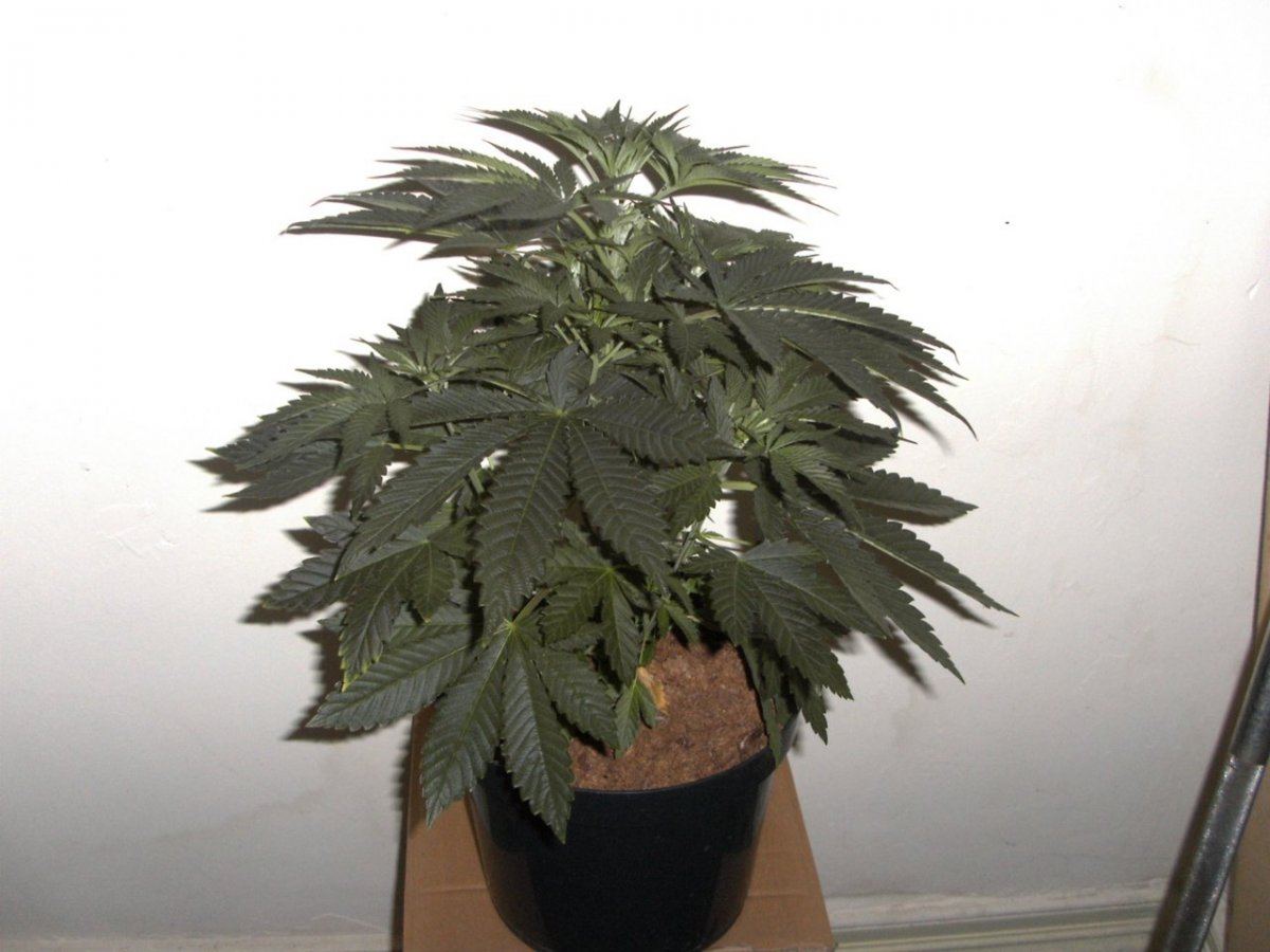 Ssxc4 male 002