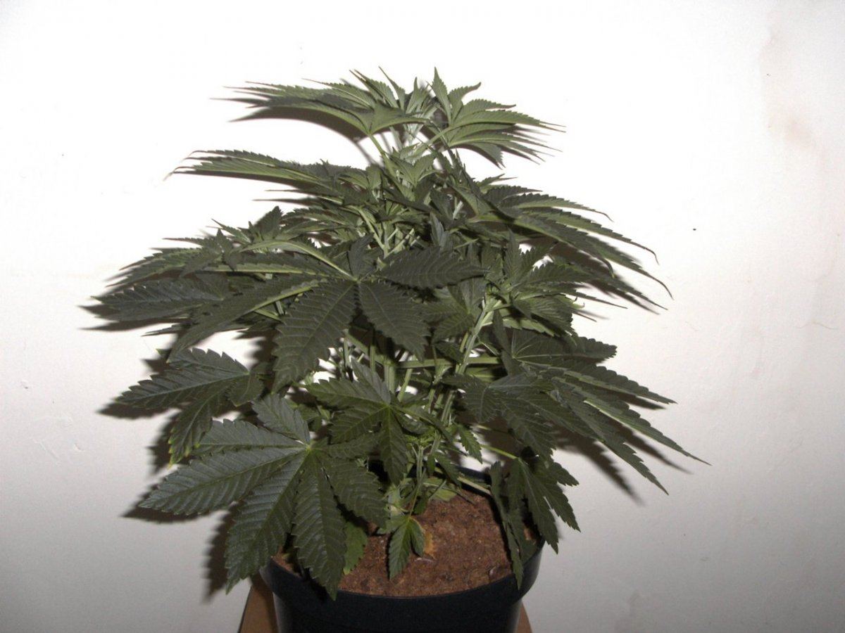 Ssxc4 male 003