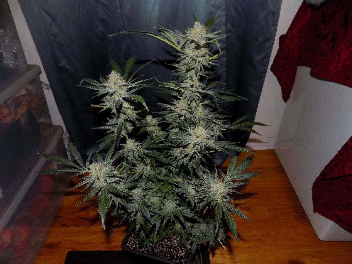 St 1