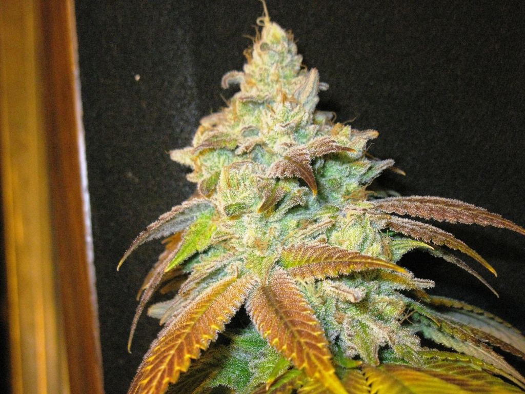 St f chop 2 025