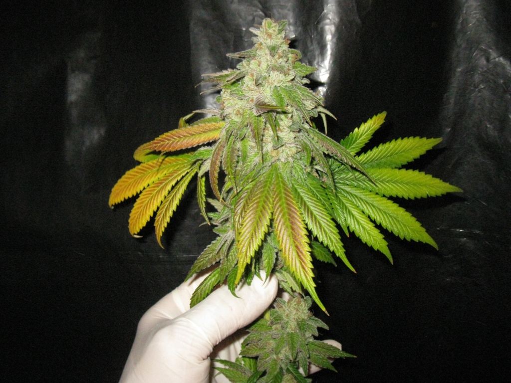 St f chop 2 033