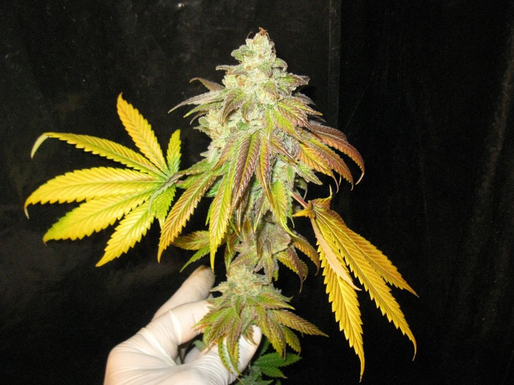 St f chop 2 043