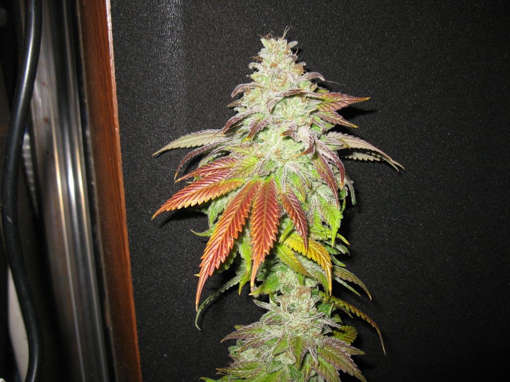 St f chop 2 053