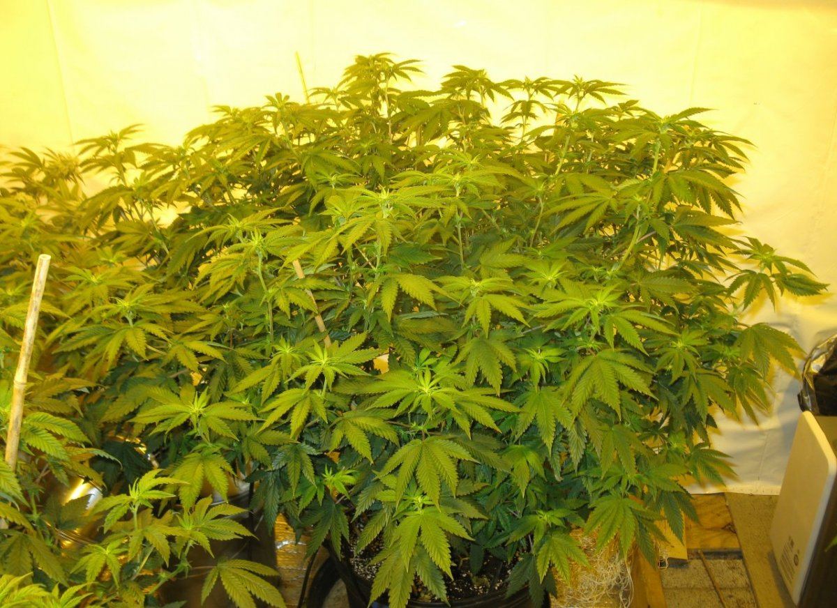 St free 2 wk1 012