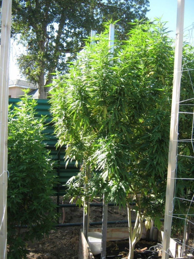 ST Tree 7 27