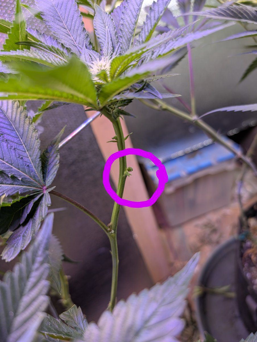 Stacking buds or nodes also mystery growth 3