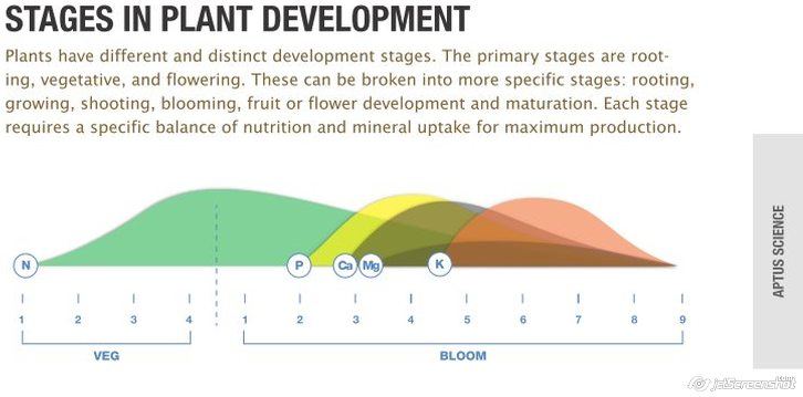 Stages in plant development
