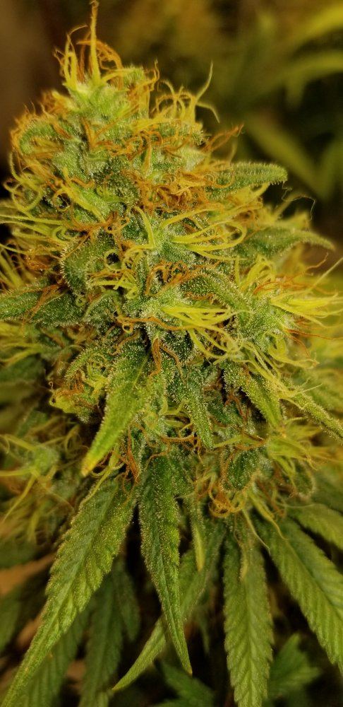 Staggered harvesting 3