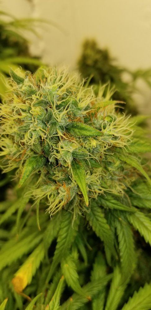 Staggered harvesting 4