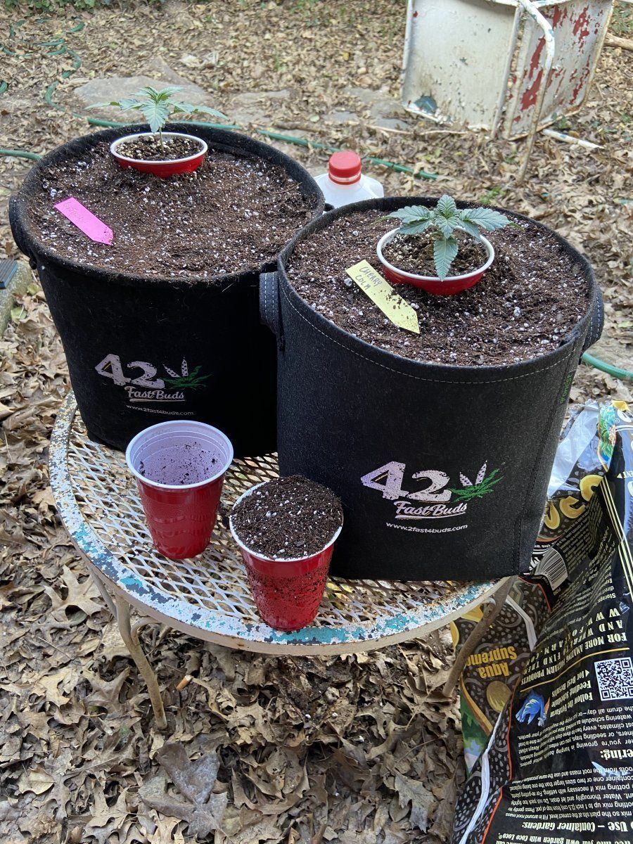Staggering through some fast buds 3