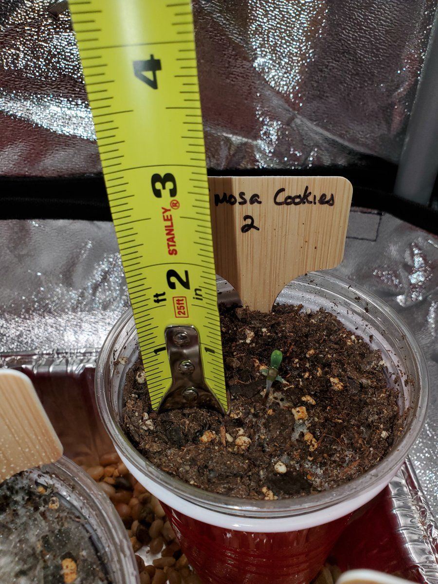 Stalled seedlings what am i doing wrong 4