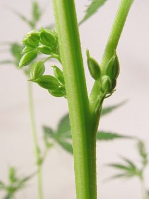 Staminate