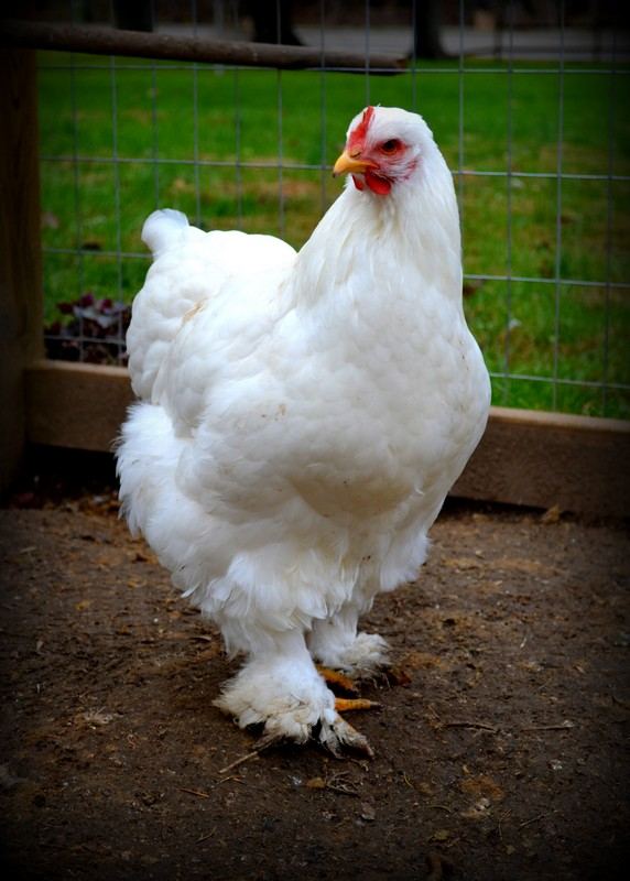 Standard White Cochin Resized