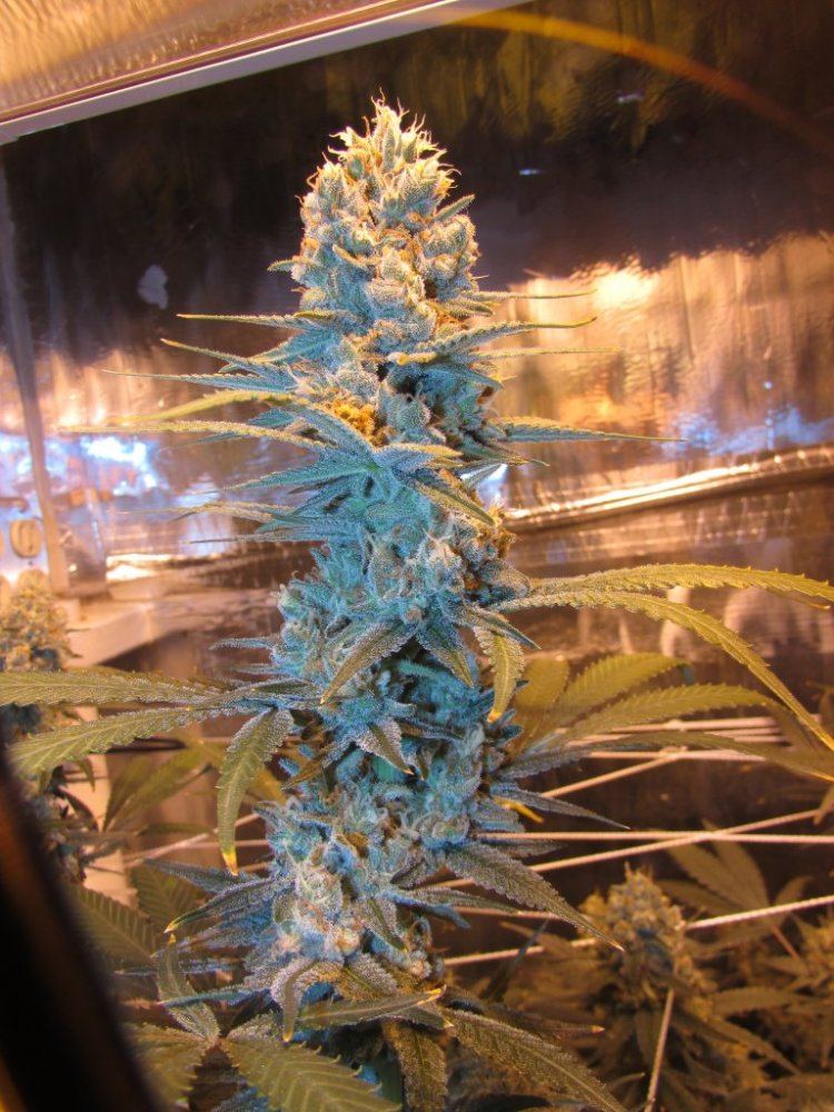 Stank 031