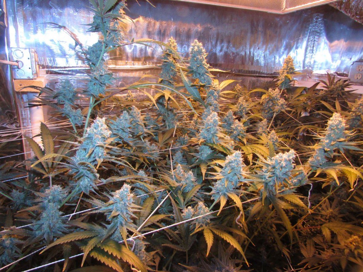 Stank 090