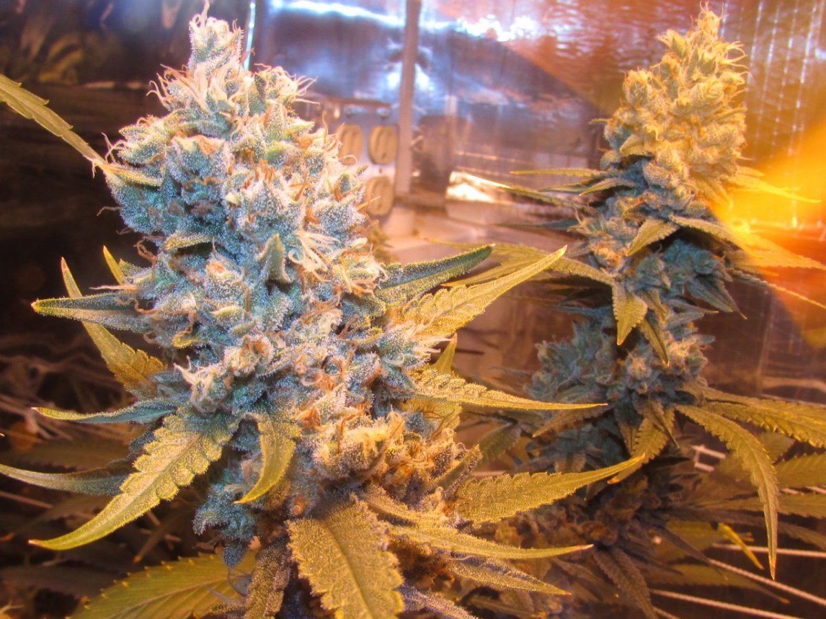 Stank 146