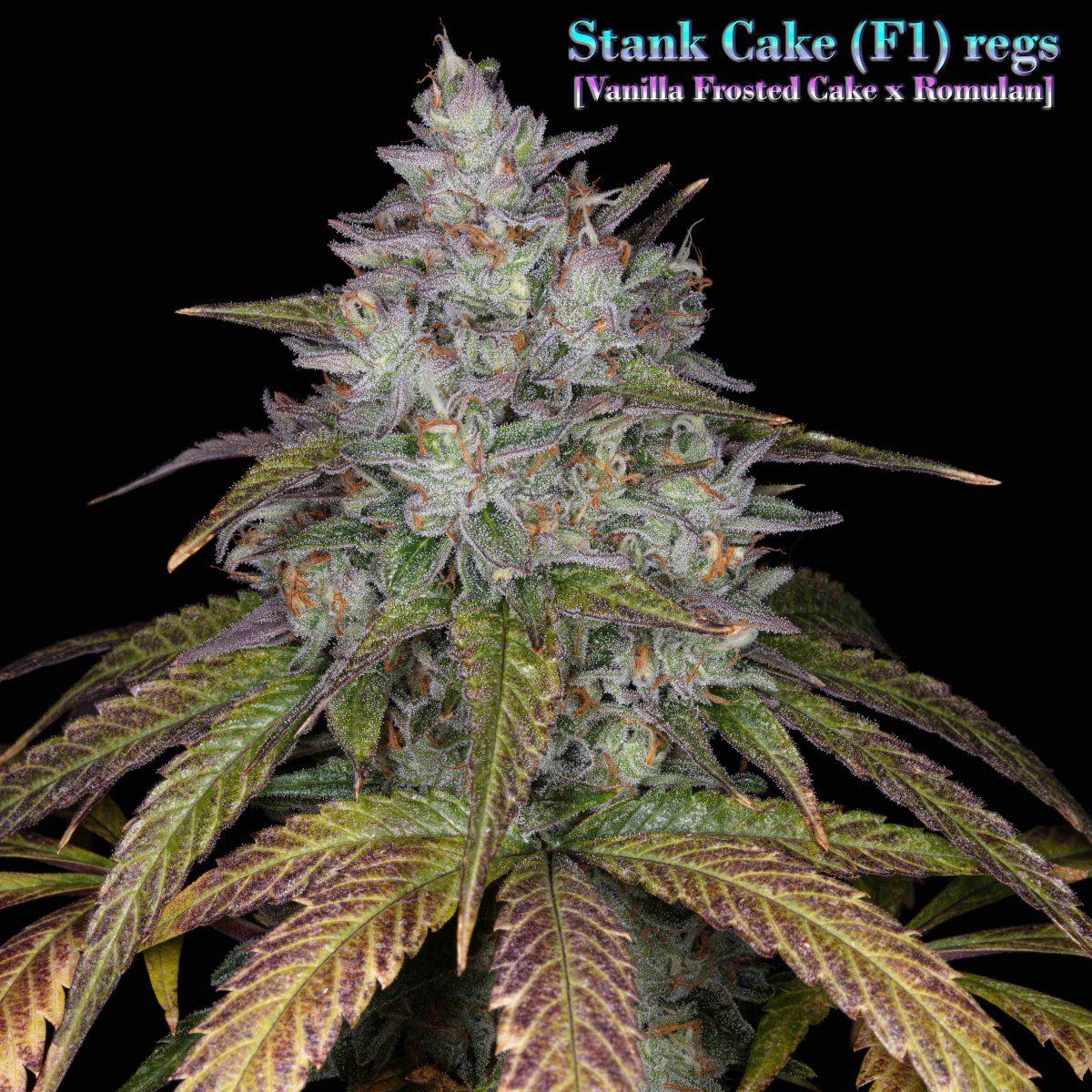 Stank Cake 3174 copy 4
