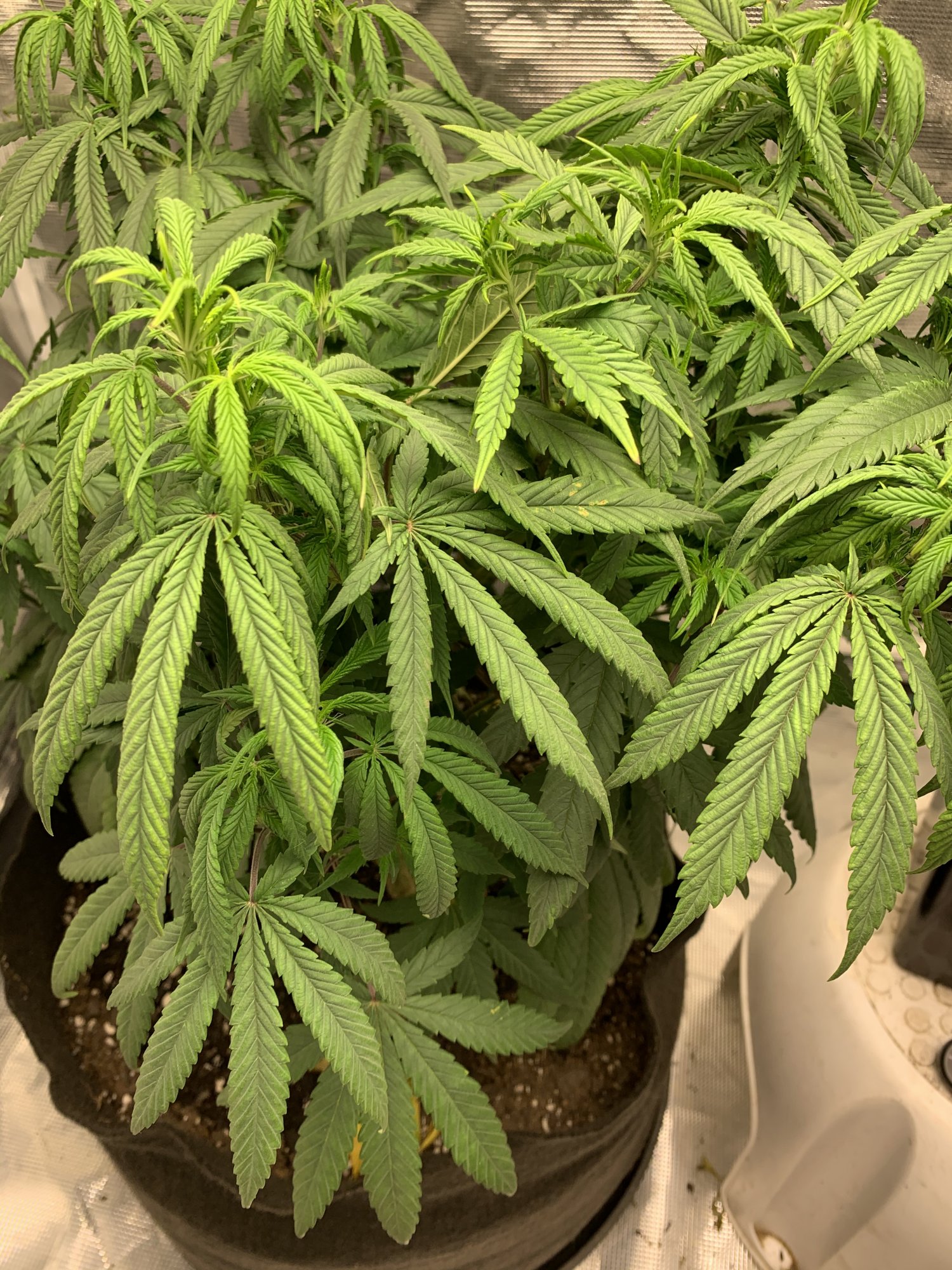 Star cookies continue to show deficiencies dont want to burn help 3